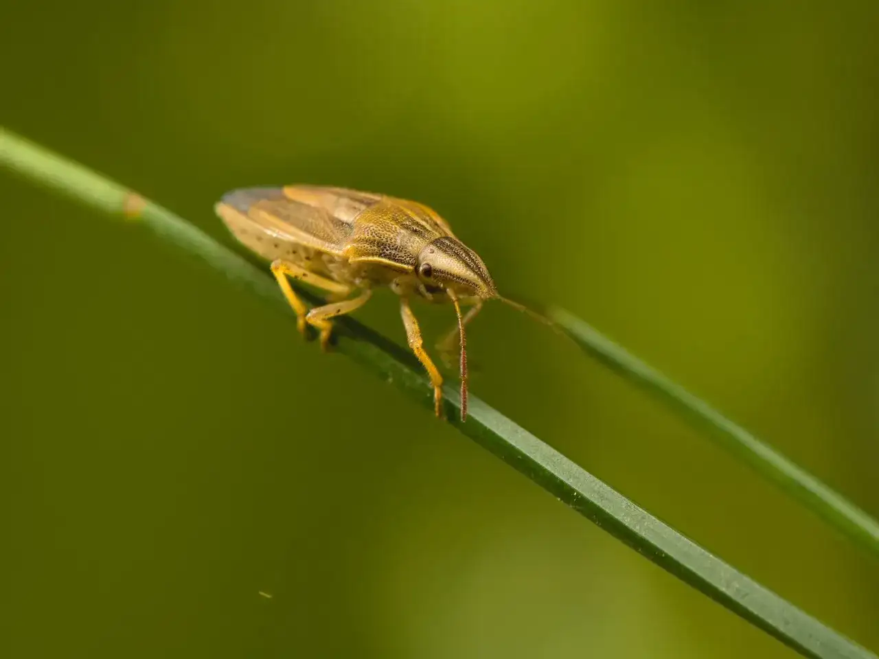Szkodniki w zbożu: Skuteczne metody zwalczania i ochrony plonów