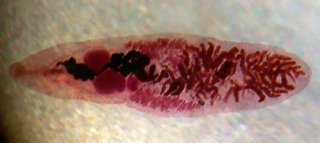 Pasożyty we krwi: Jak je wykryć w badaniach laboratoryjnych?