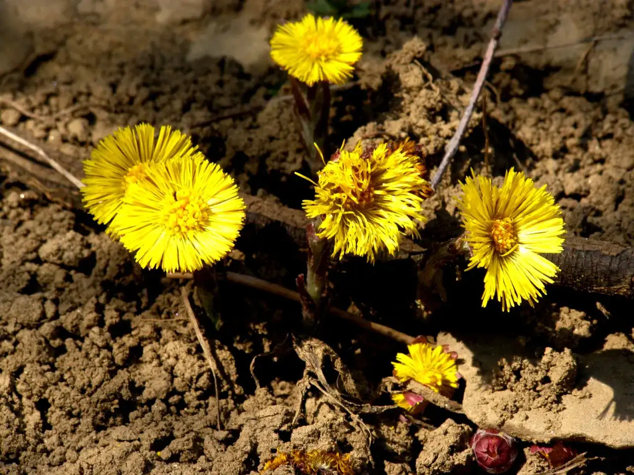 Chwast podobny do mlecza: jak rozpoznać niebezpieczne rośliny