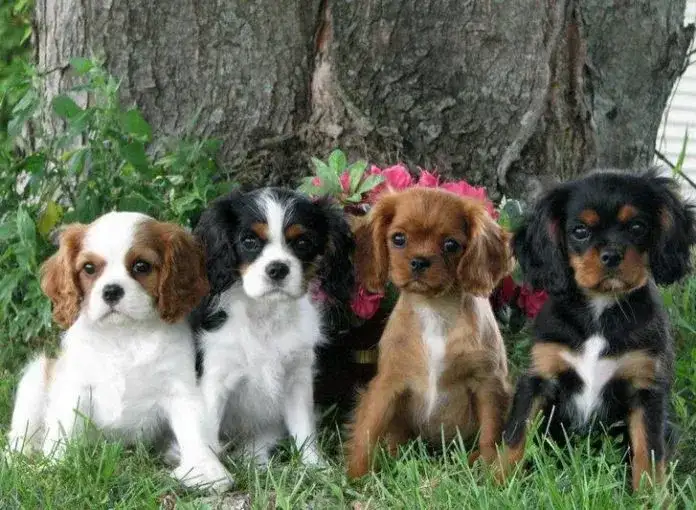 Jak długo ogrzewać szczeniaki? Praktyczne porady, by uniknąć błędów w opiece