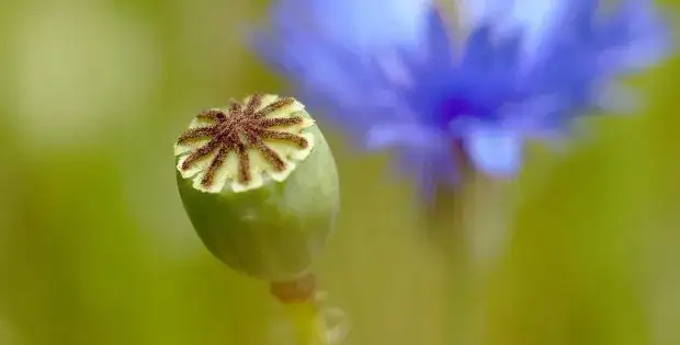 Chwast zbożowy - najczęstsze rośliny chwastowe w uprawach zbóż