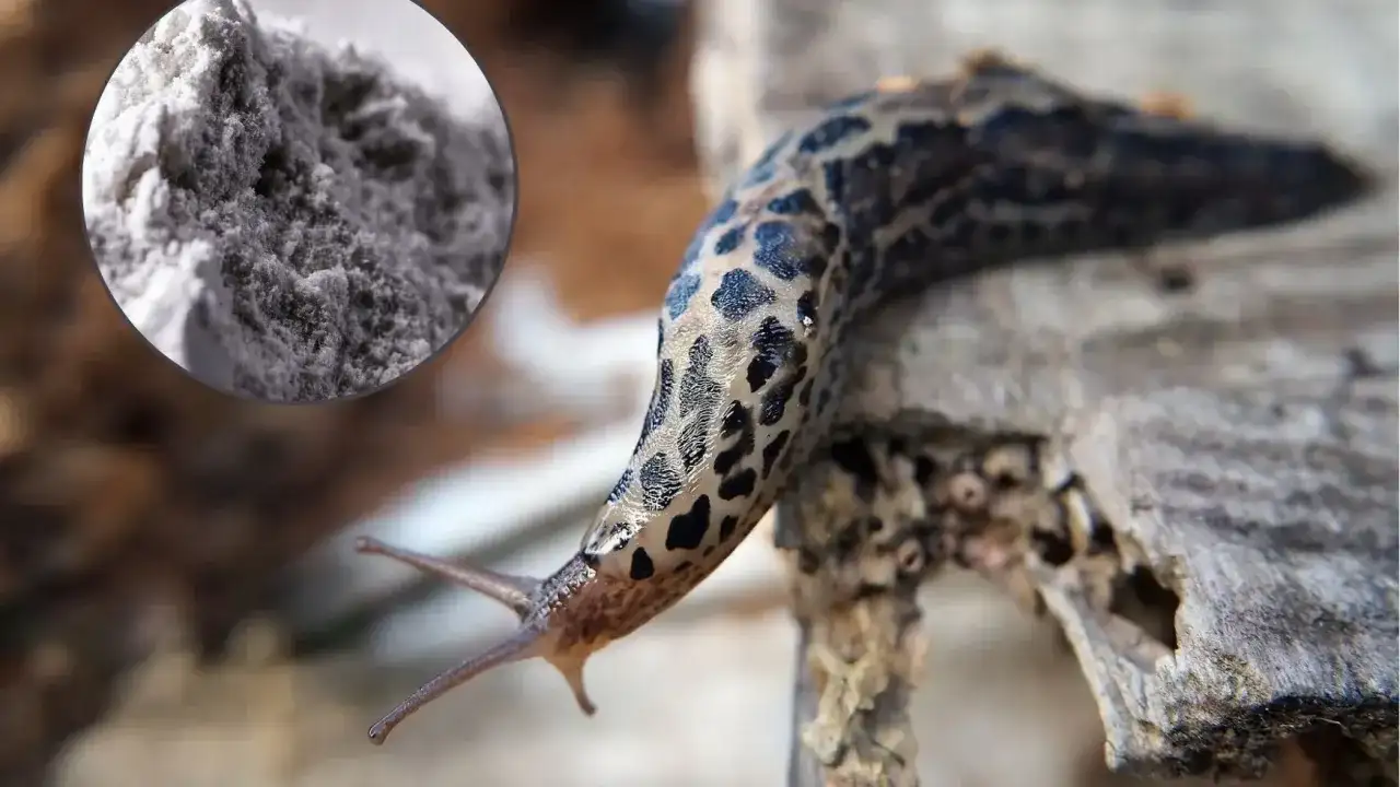 Jak skutecznie stosować mączkę bazaltową na ślimaki, aby je zwalczyć