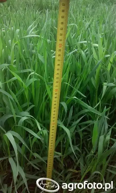 Jaki nawóz na żyto wiosną? Kompletny poradnik dla rolników