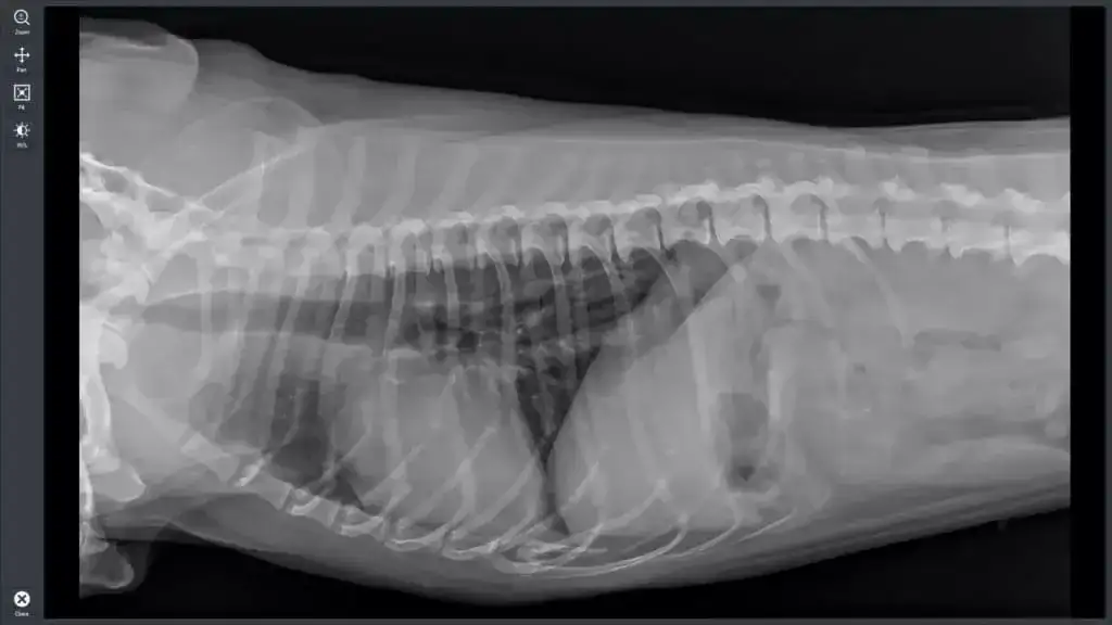 Ile kosztuje przeswietlenie u weterynarza? Sprawdź ceny i porady