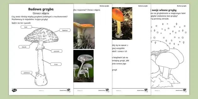 Poznaj budowę grzyba dla dzieci: przystępny atlas z kolorowymi ilustracjami