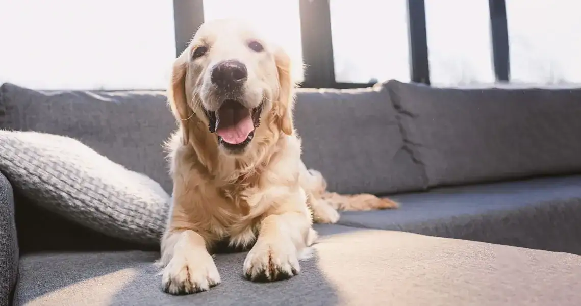 Jak przewieźć szczeniaka do domu bez stresu i ryzyka dla zdrowia