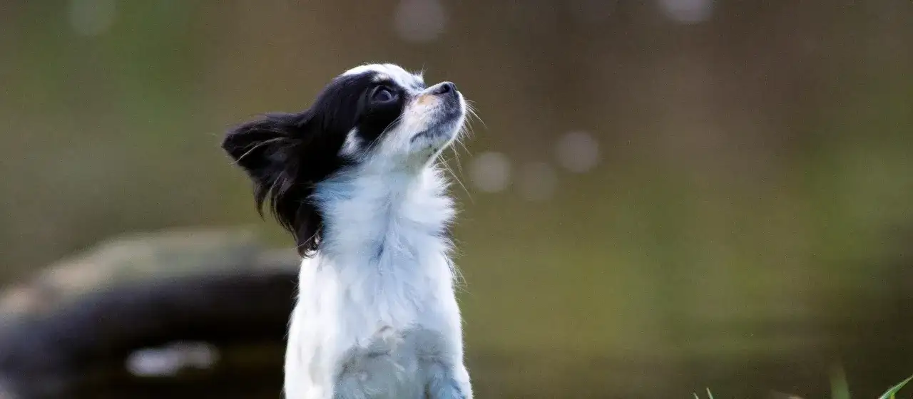 Czy biała czekolada jest niebezpieczna dla psa? Konsekwencje i co robić