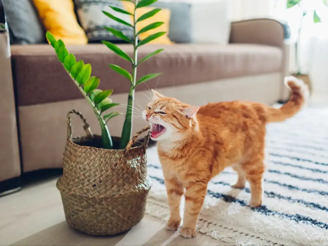 Toksyczny zamiokulkas dla kota - poznaj skutki zatrucia i metody ochrony