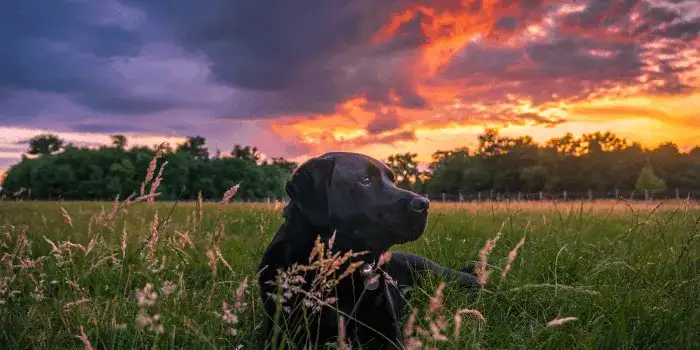 Czy pieski mają dusze? Emocje psów a ich duchowa natura