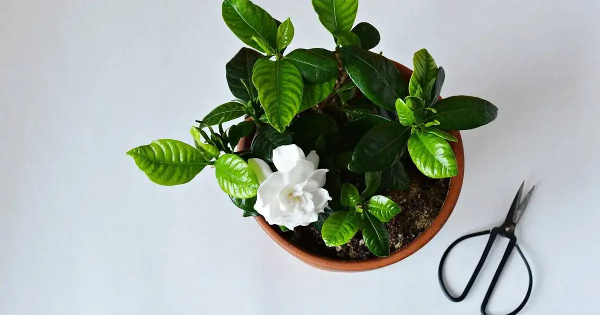 Gardenia kwiat domowy czy ogrodowy – jak wybrać najlepsze miejsce?