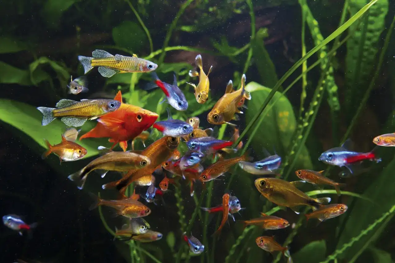 Najlepsze rybki do akwarium: 10 gatunków dla początkujących
