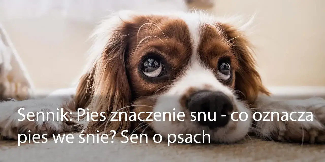 Co oznacza sen z psem? Symbolika i interpretacja snu o psach