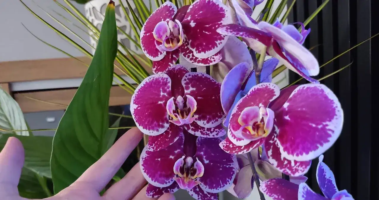 Kiedy i jak przycinać storczyki, aby uniknąć błędów i wspierać wzrost