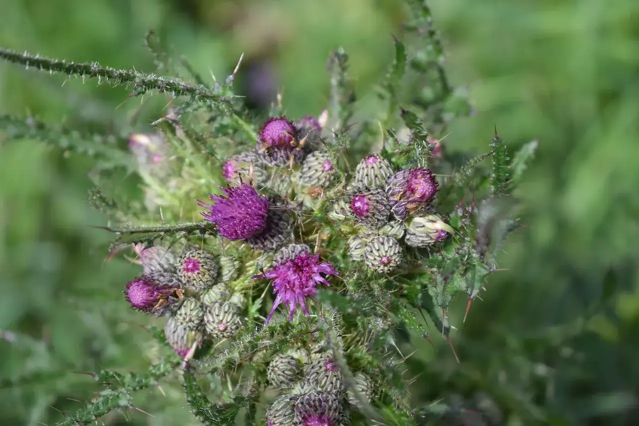 Chwast zbożowy o purpurowych kwiatach – jak go zidentyfikować i kontrolować