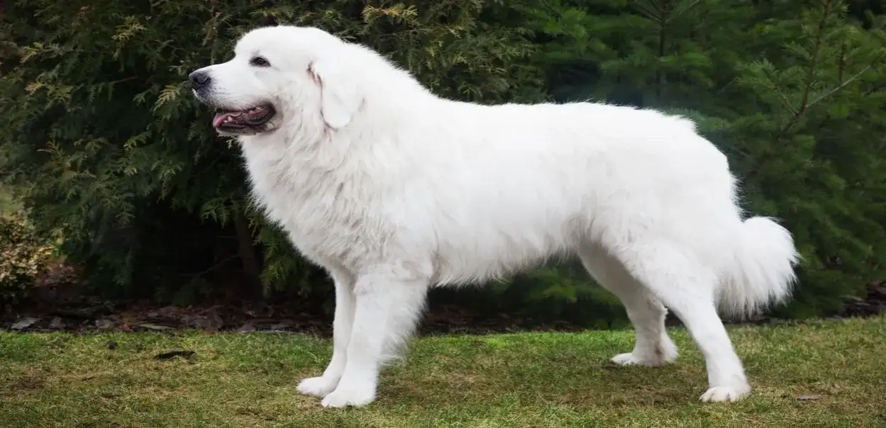 Skuteczne sposoby jak wytresować owczarka podhalańskiego: praktyczny poradnik