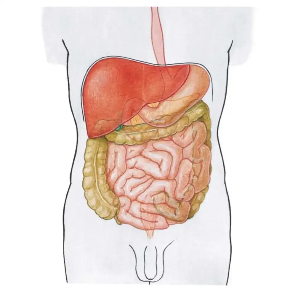 Wątroba - lokalizacja i funkcje pełnione przez narząd