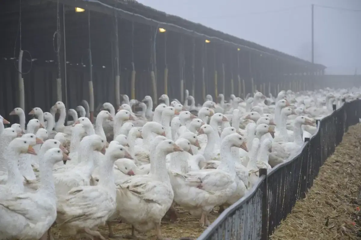 Hodowla gęsi niosek: Kluczowe zasady dla sukcesu gospodarstwa