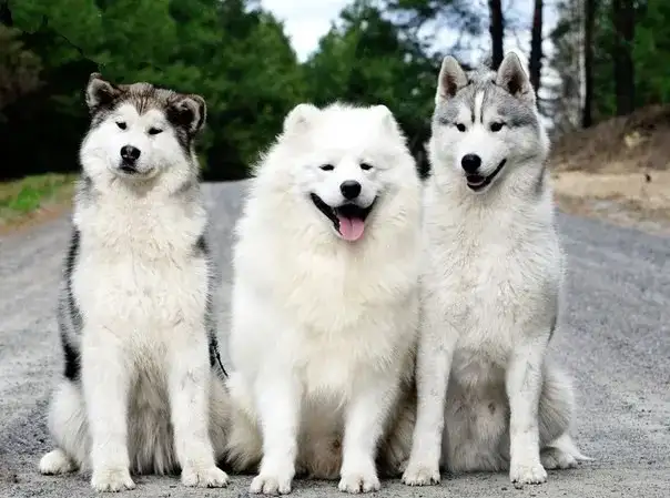 Husky czy malamut: który pies lepszy dla Ciebie? Porównanie ras i różnice