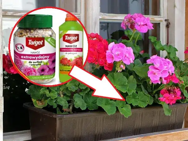 Najlepszy nawóz pod pelargonie, który zapewni zdrowy wzrost i obfite kwitnienie