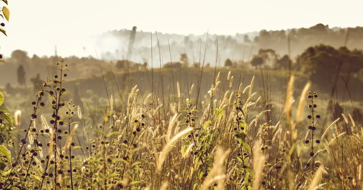Gdzie znaleźć najnowsze informacje o cenach pszenicy? Poradnik