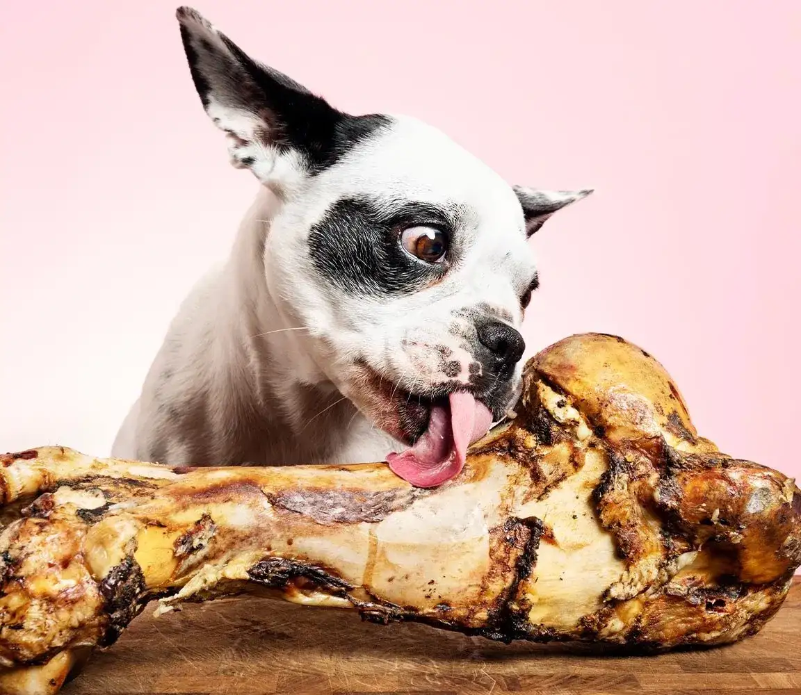 Kości z kaczki mogą zaszkodzić Twojemu psu - poznaj zagrożenia i fakty