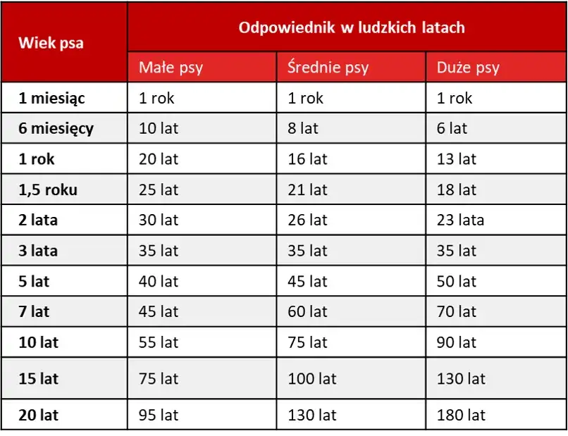 Jak prawidłowo liczyć wiek szczeniaka w dniach i miesiącach - kompletny poradnik