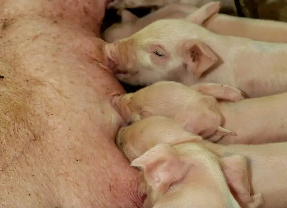 Efektywna hodowla prosiąt do rozrodu - klucz do sukcesu farmy