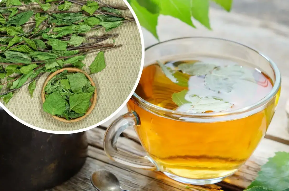 Jak zrobić napar z liści brzozy: prosty przepis krok po kroku na zdrowie