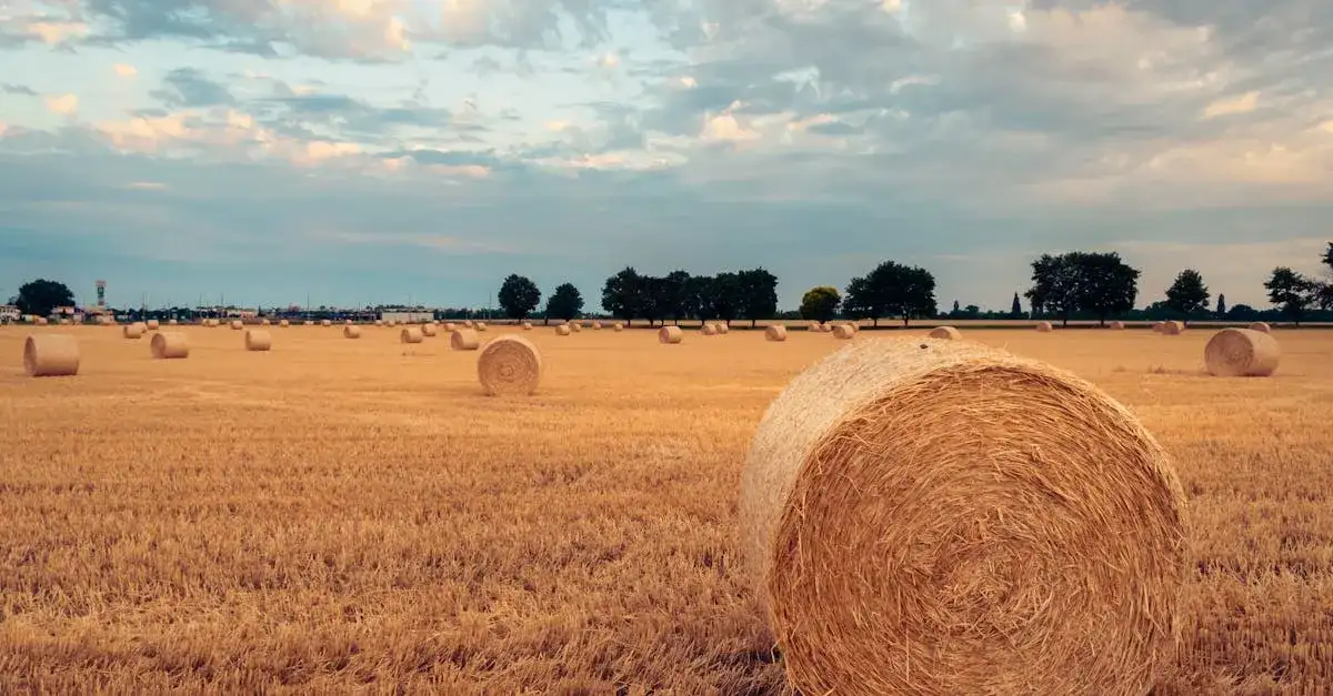 Żniwa: Analiza plonów i warunków w ostatnich latach – co się zmieniło?
