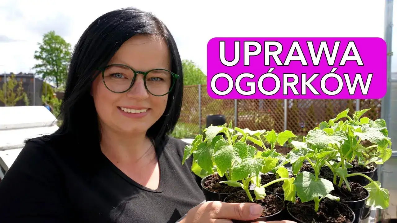 Jak sadzić ogórki w doniczkach, aby uniknąć najczęstszych błędów