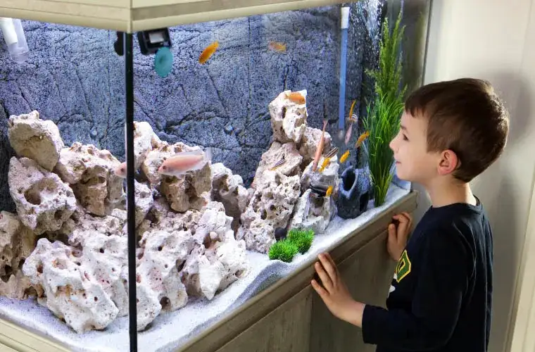 Czy rybki akwariowe śpią? Zaskakujące fakty o ich śnie