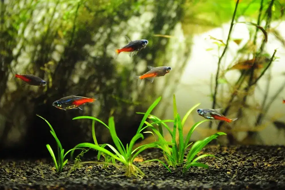 Jakie akwarium dla neonów? Odpowiednie warunki i porady