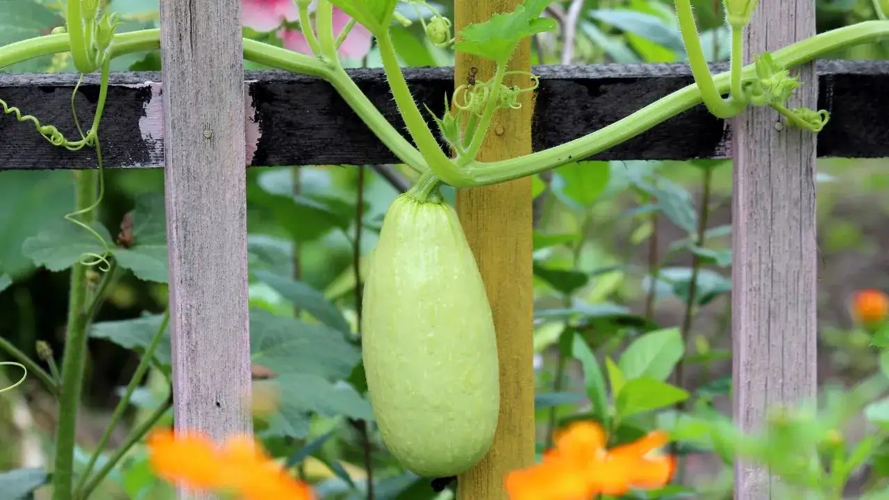 Cukinia obok czego sadzić, aby uzyskać lepsze plony i zdrowie roślin
