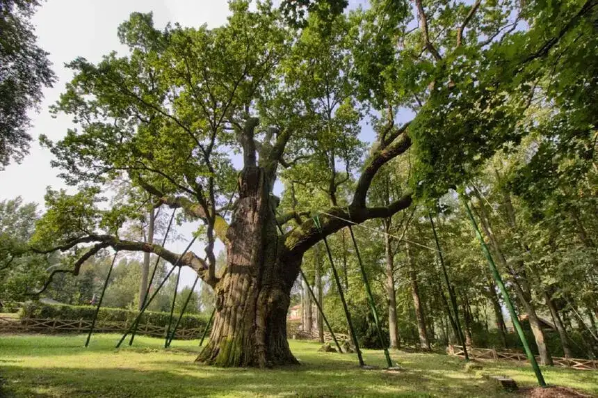 Ile lat ma dąb Bartek? Poznaj wiek i sekrety najstarszego drzewa w Polsce