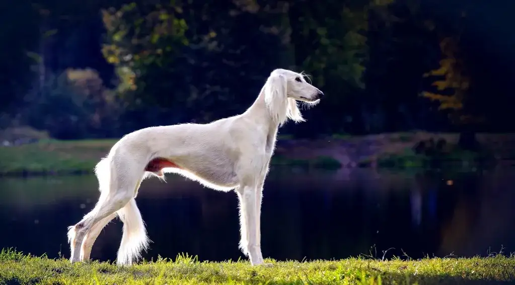 Kompleksowy poradnik hodowli charta perskiego: jak wybrać szczeniaka