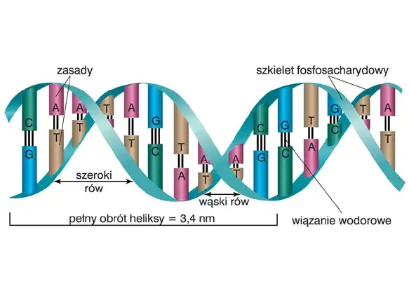 Jak zrobić DNA na biologię – prosty poradnik krok po kroku dla uczniów