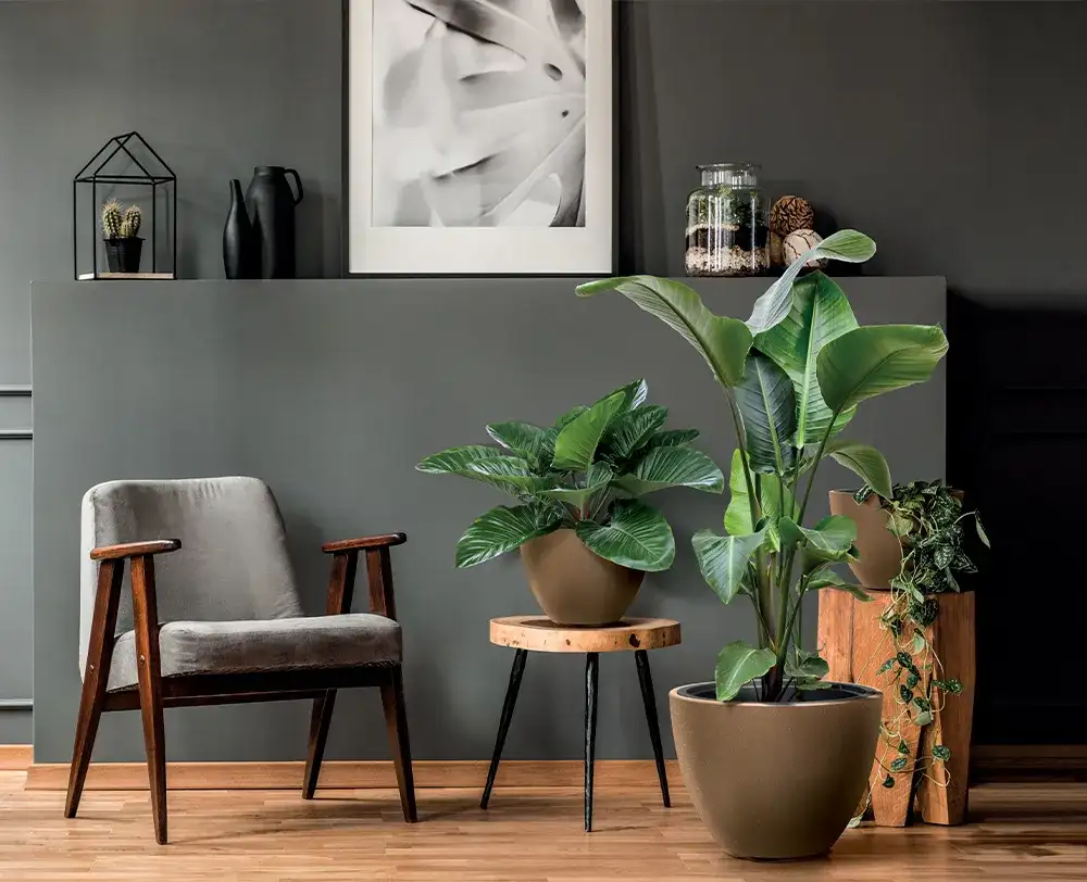 Skrzydłokwiat jaka doniczka – wybierz idealną dla zdrowego wzrostu