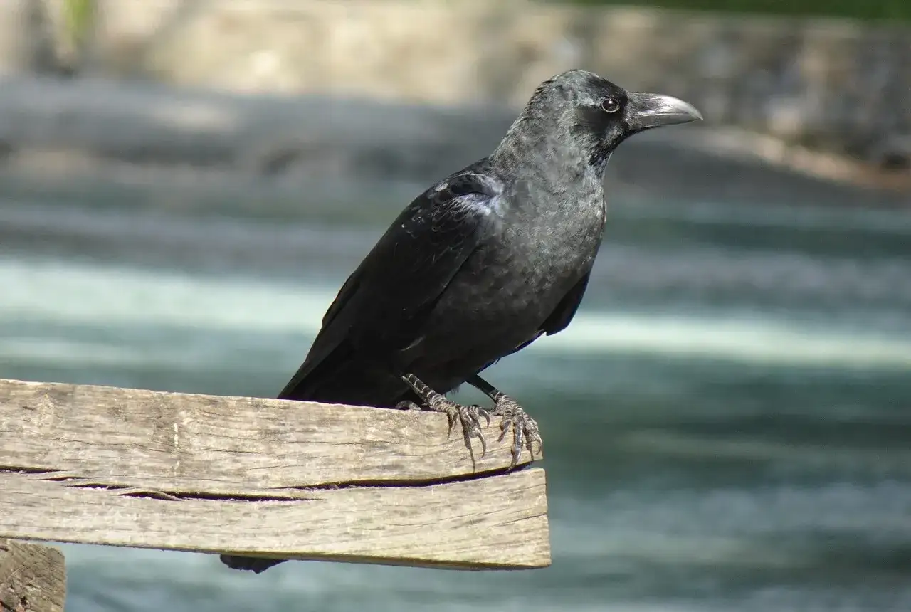 Gdzie zimuje wrona? Sprawdź, gdzie spotkać tego ptaka w chłodne miesiące