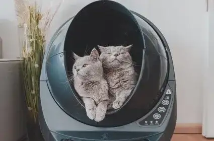 Jak duża powinna być kuweta dla kota, aby zapewnić mu komfort?