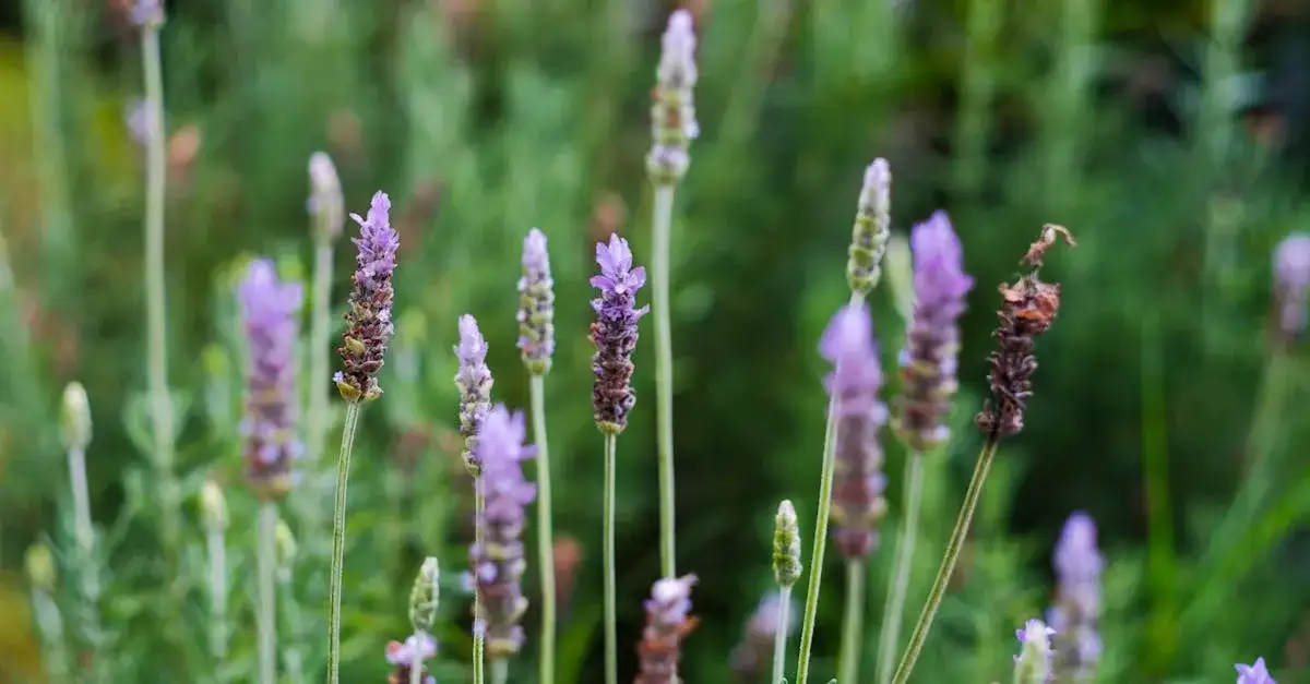 Sahara trawa: rodzaje, zastosowanie i jak wkomponować w ogród?