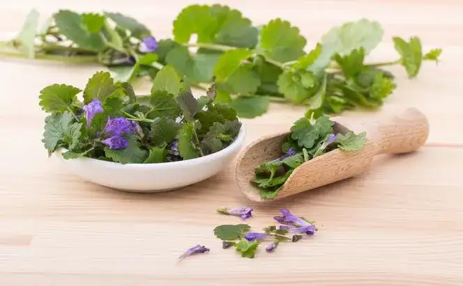 Bluszczyk kurdybanek chwast cudotwórca - jak odmieni Twój ogród?