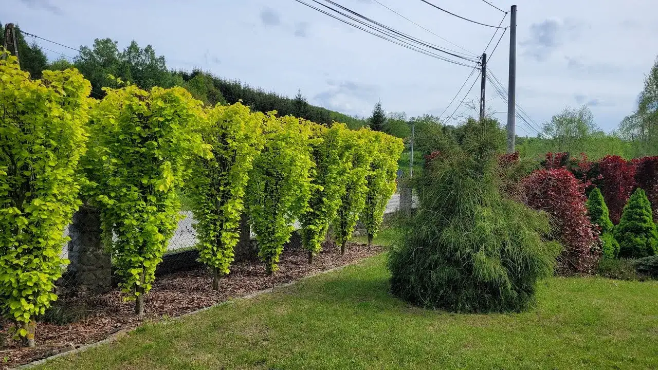 Co posadzić na żywopłot: najlepsze rośliny i błędy, których unikać