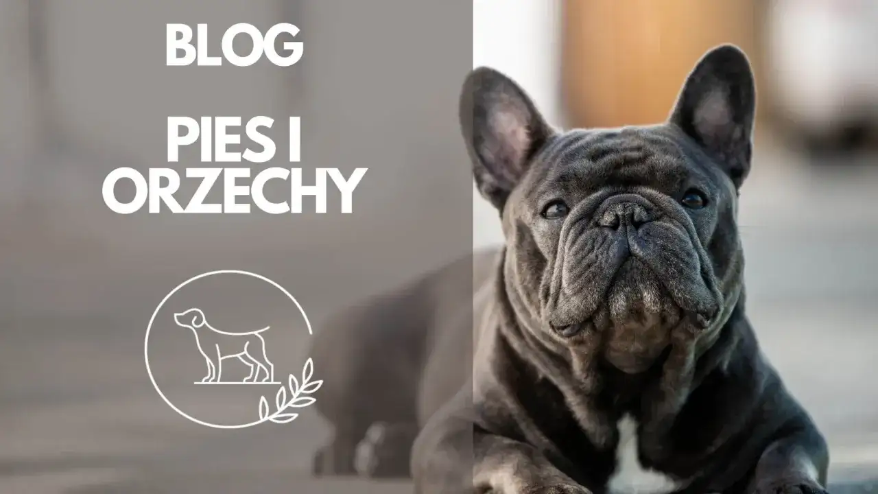 Czy pies może jeść orzechy brazylijskie? Prawda o szkodliwym wpływie