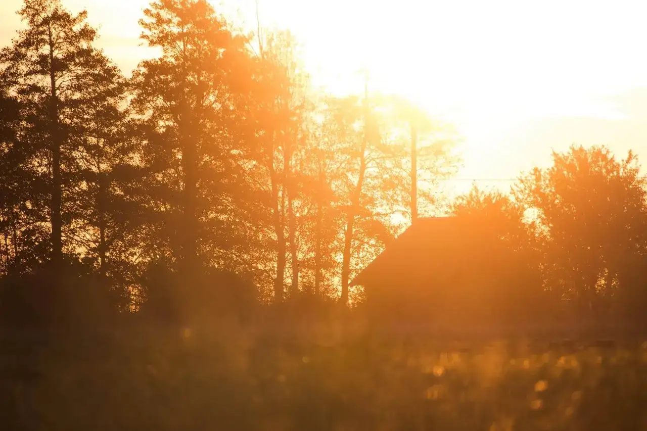 Jak wysokie drzewa przy granicy działki? Zasady, które warto znać