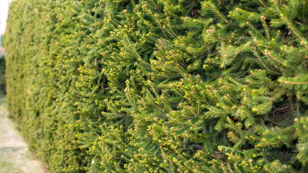 Jak sadzić świerki na żywopłot, aby uniknąć błędów i cieszyć się gęstością