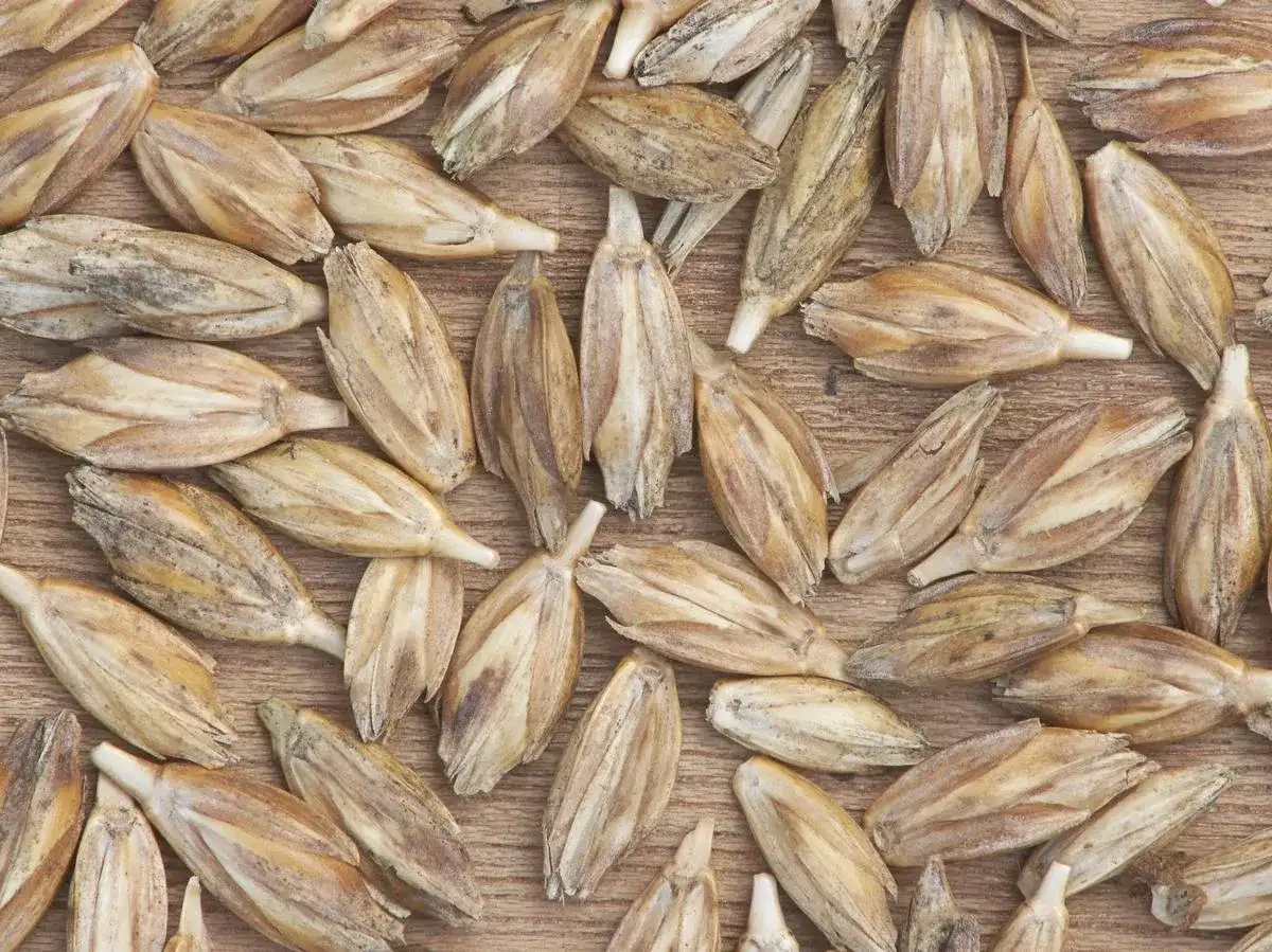 Płaskurka: Zdrowa Alternatywa dla Pszenicy - Właściwości i Użycie