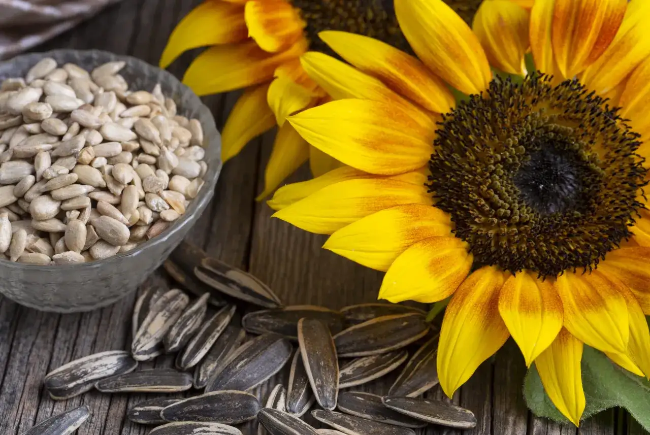 Czy słonecznik jest zdrowy: Poznaj 7 niezwykłych właściwości tej rośliny