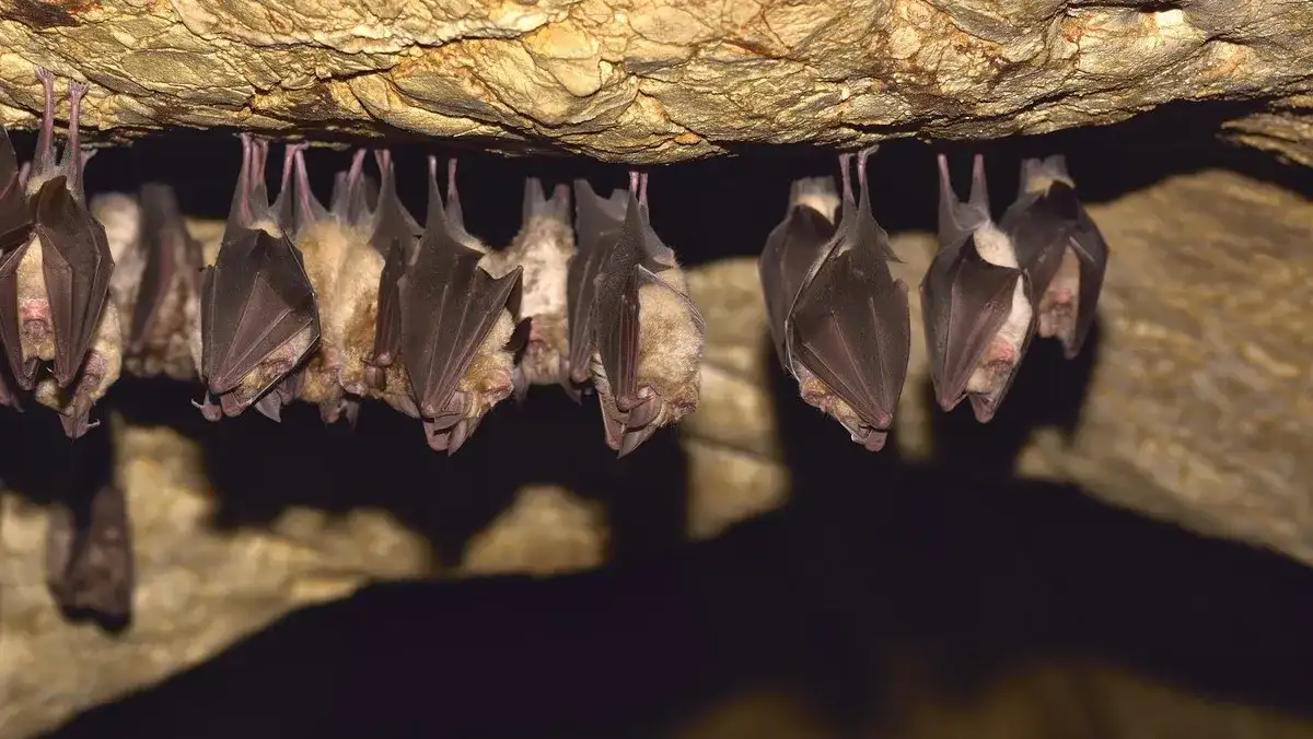 Jak nietoperze przetrwają zimę? Hibernacja, miejsca zimowania i zagrożenia