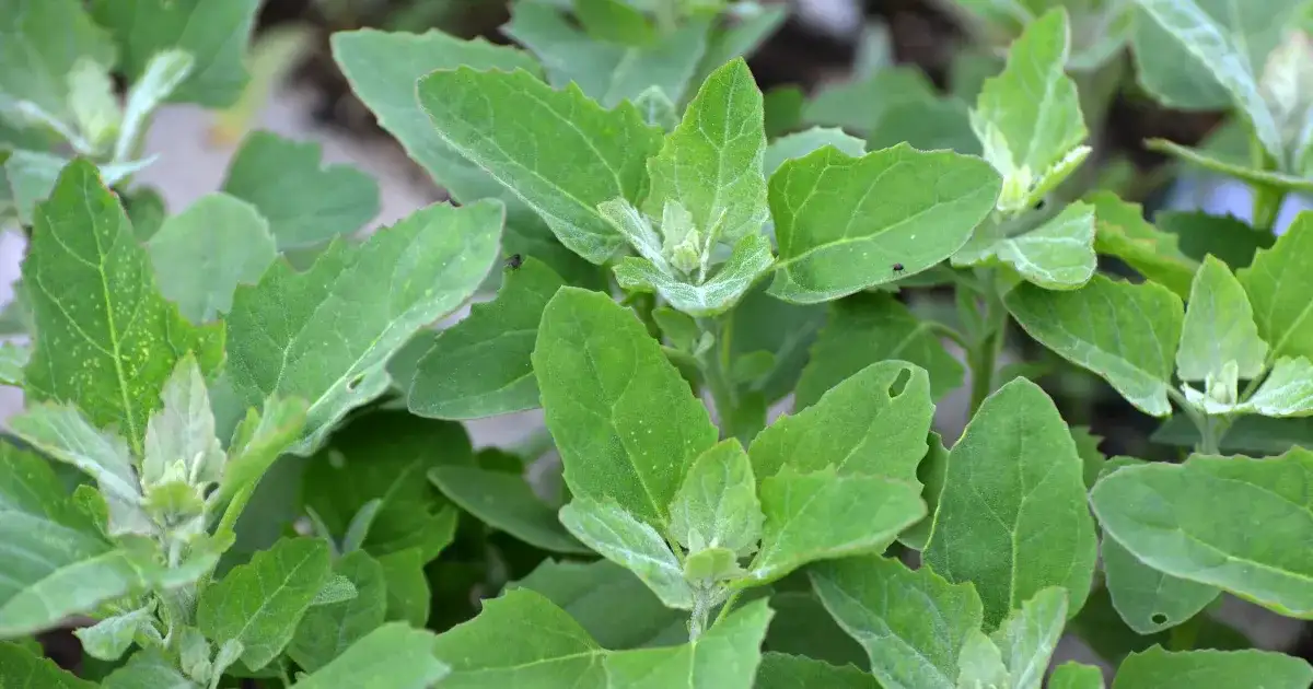 Jak skutecznie zwalczać lebiodę chwast w ogrodzie i uprawach