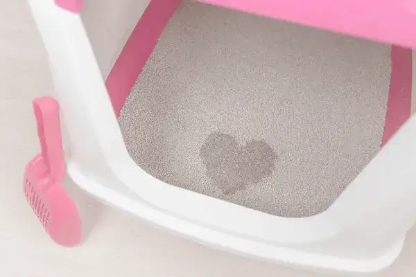 Co ile wymieniać żwirek w kuwecie, aby uniknąć nieprzyjemnych zapachów